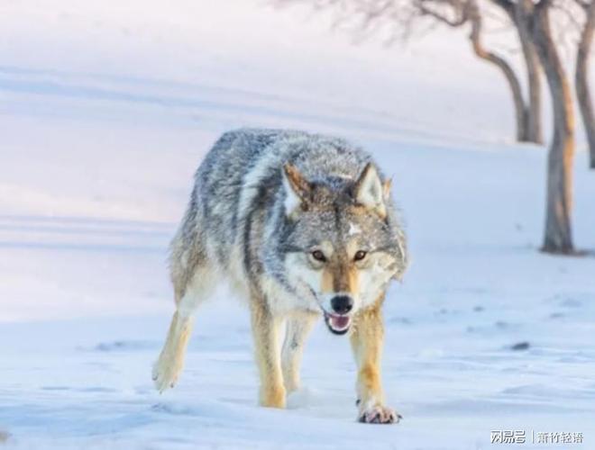 半月未见格林失望之际一头野狼放下一样东西冰球突破豪华版app十年之约李微漪苦等(图3)